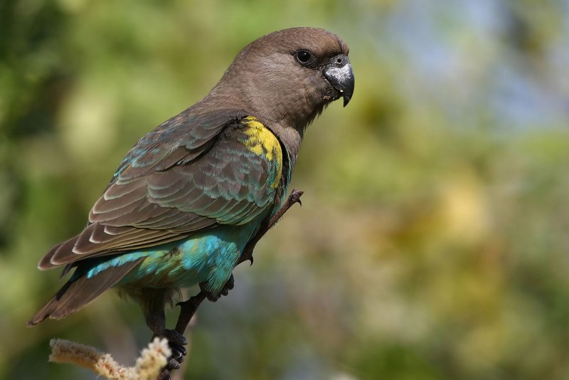 Poicephalus rueppellii