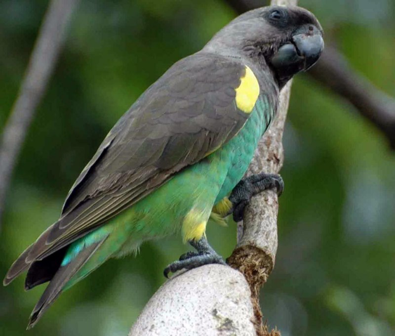Poicephalus rueppellii