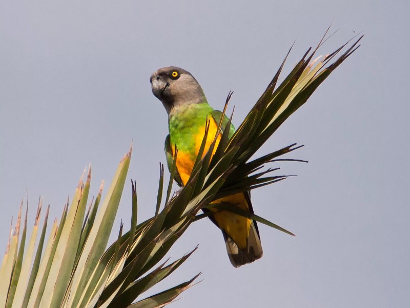 Мейеров длиннокрылый #попугай (лат. #Poicephalus meyeri