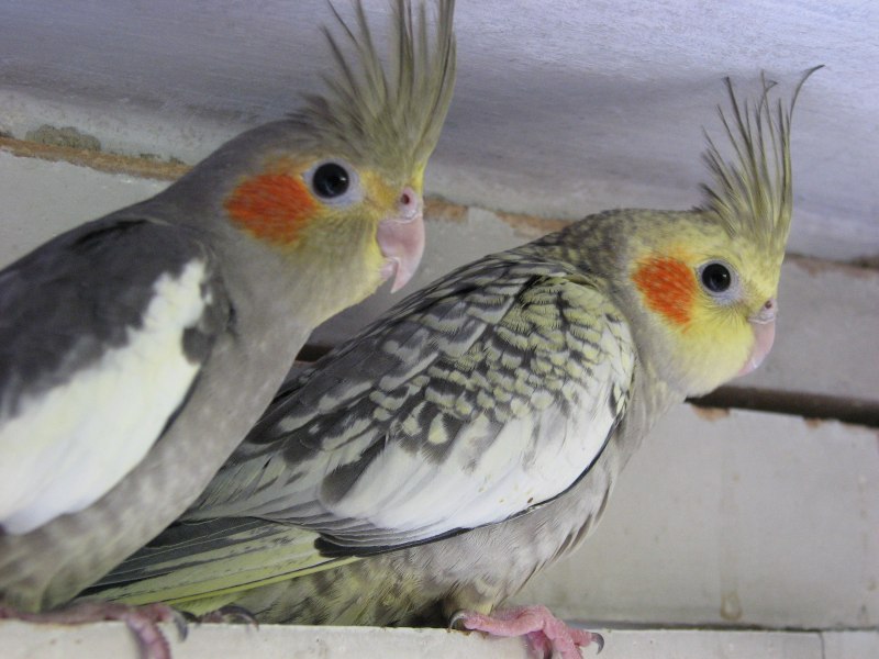 Корелла Cockatiel