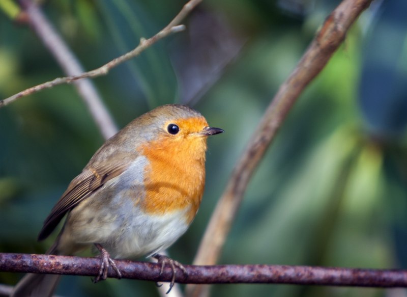 Erithacus rubecula Малиновка
