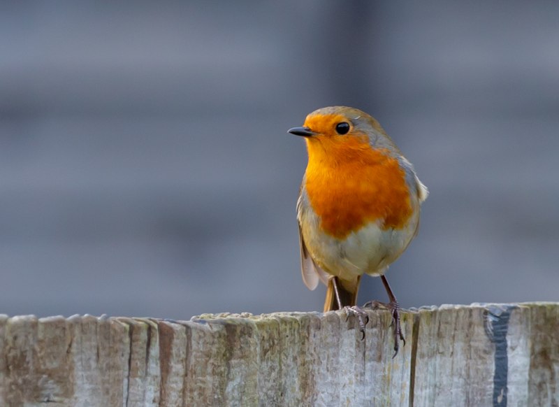 Robin Redbreast