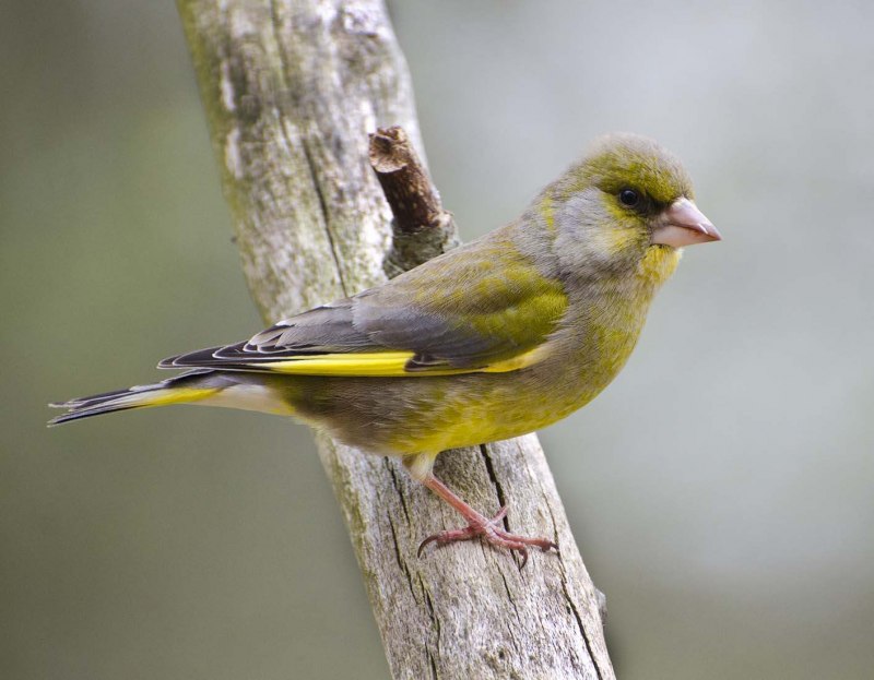 Зеленушка (Chloris Chloris)
