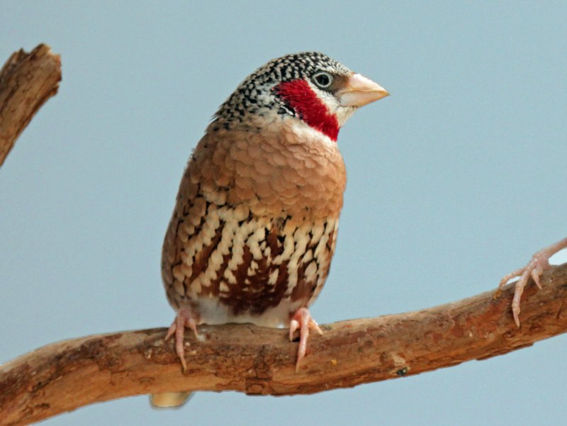 Зебровая амадина