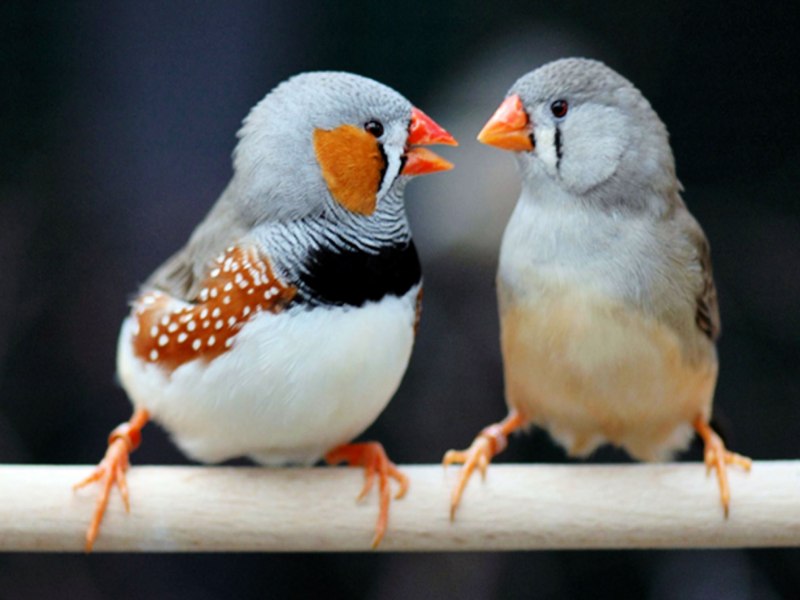 Амадина птица самец и самка (39 фото)