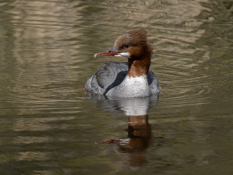 Большой крохаль Mergus Merganser