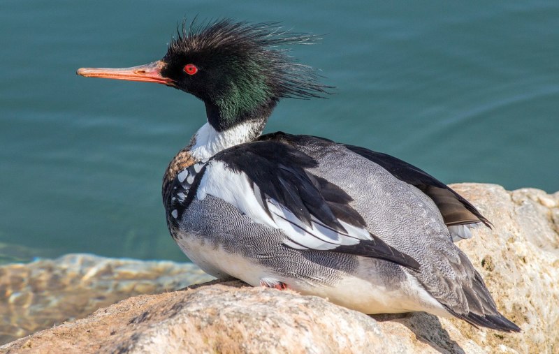 Большой крохаль Mergus Merganser