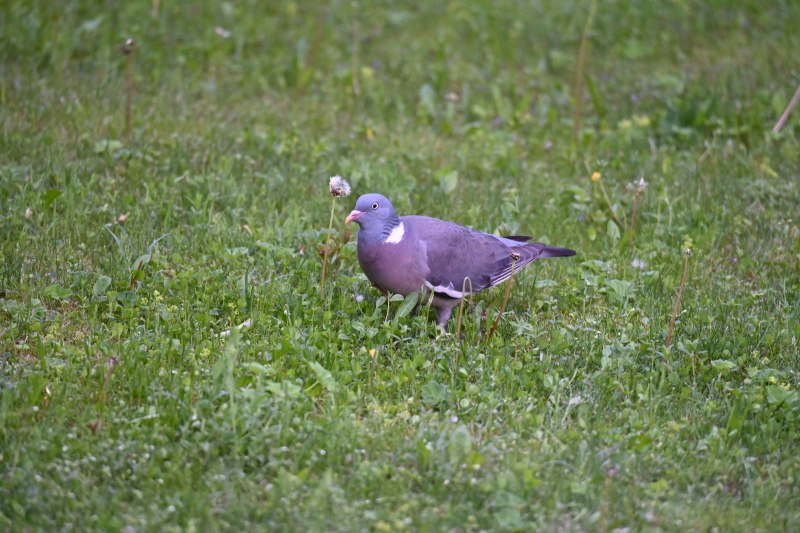 Вяхирь – Columba palumbus полевые признаки