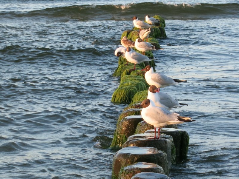 Чайки Балтийского моря