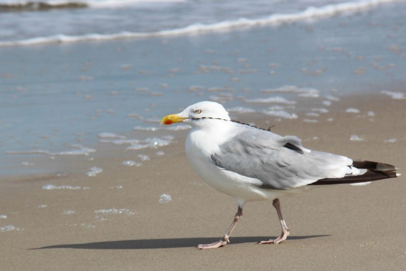 Black backed Gull Балтийское море