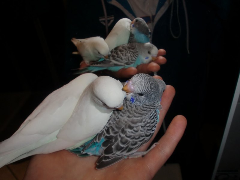 Попугайчик волнистый (Melopsittacus undulatus)