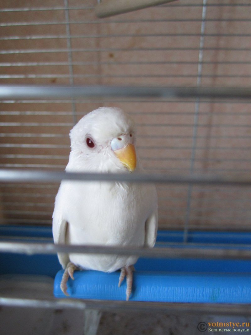 Корелла альбинос