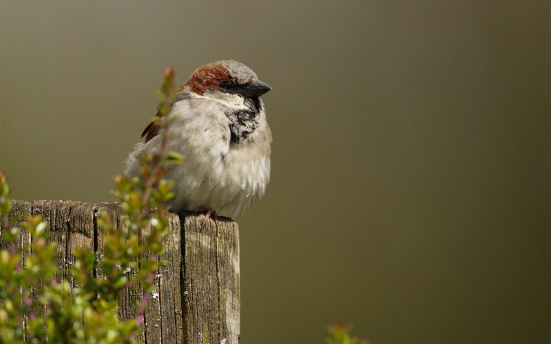 Vrabiuta uituca