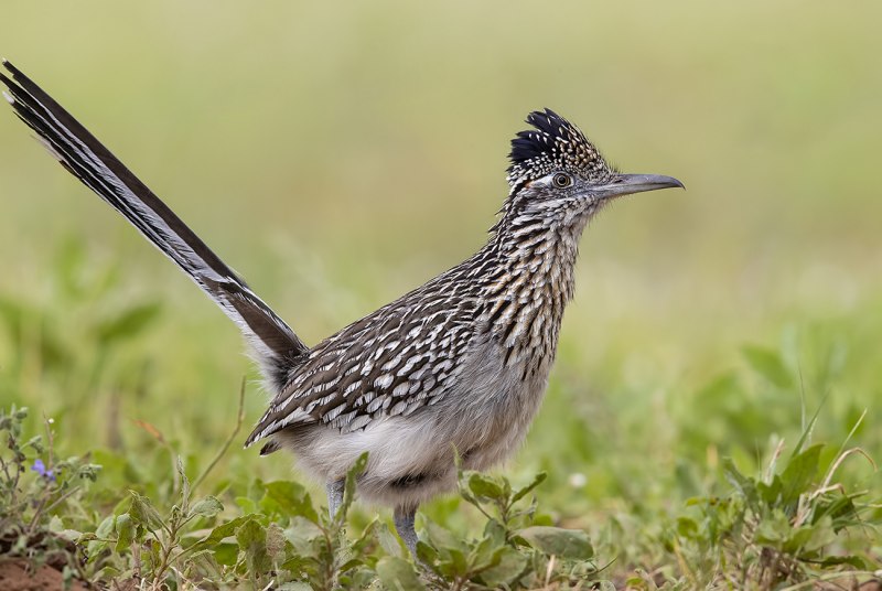 Кукушка Roadrunner