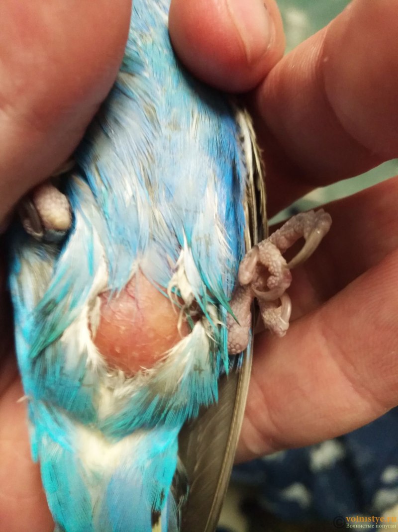 Опухоль у попугая (72 фото)
