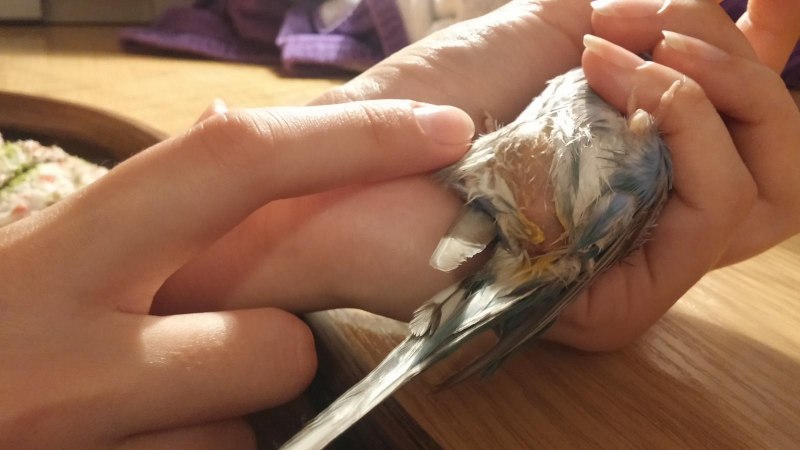 Опухоль у волнистого попугая под хвостом