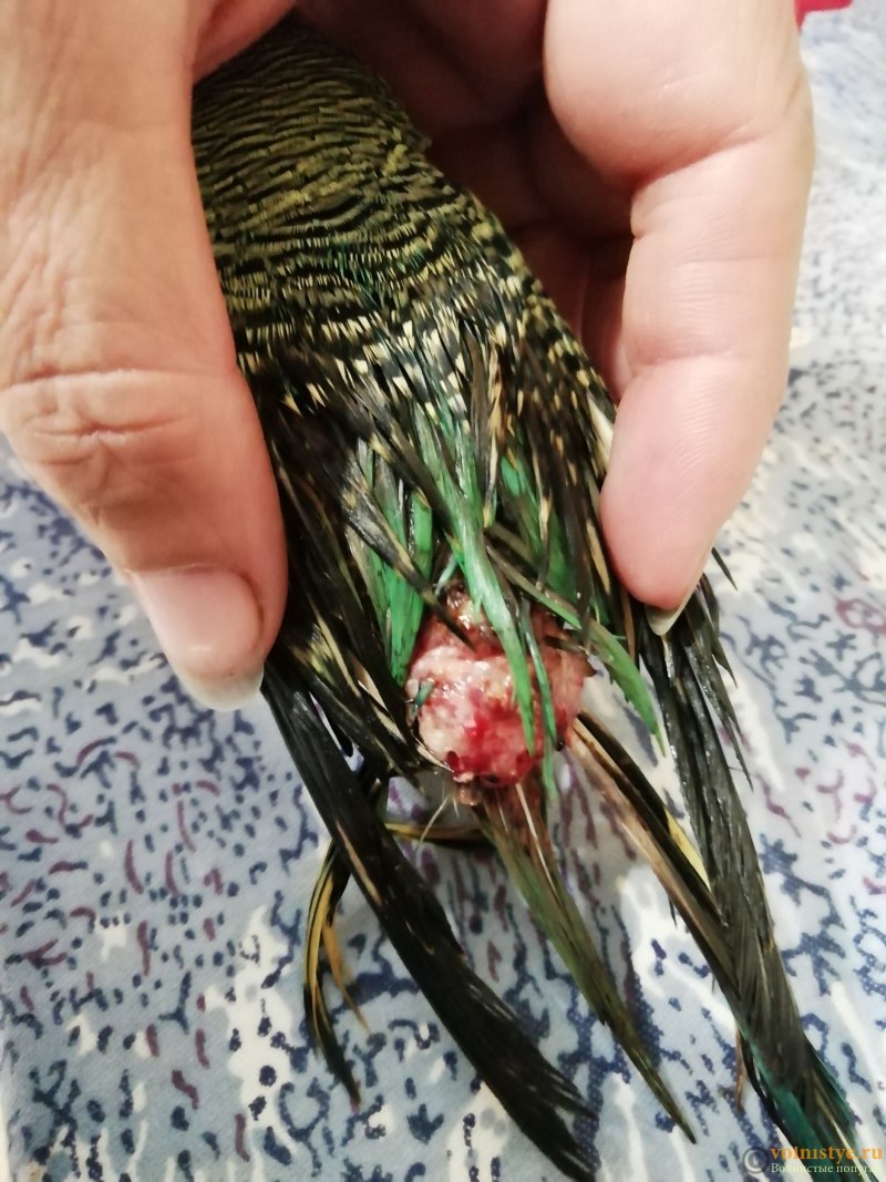 У попугая возле клоаки шишка