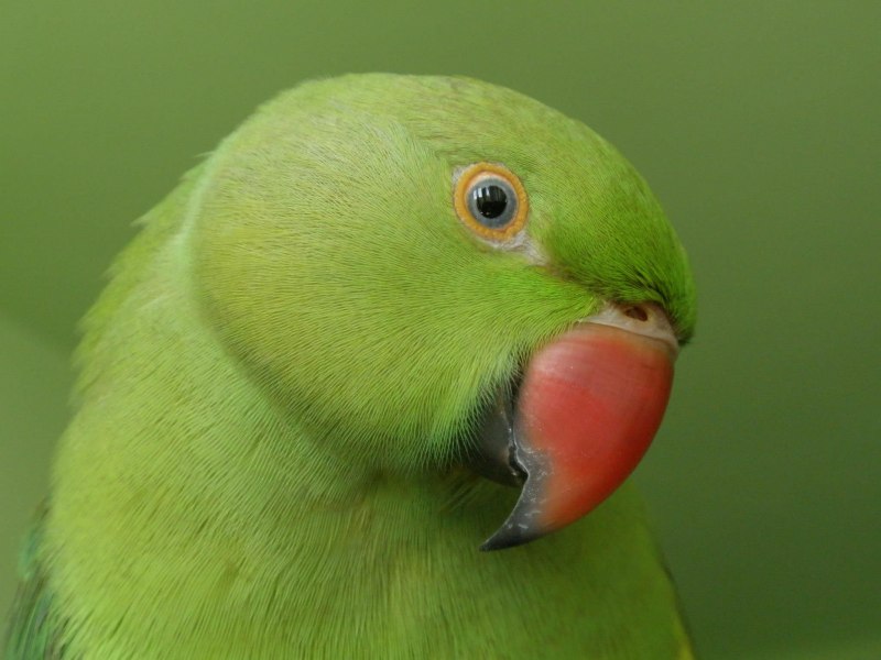 Попугаи зеленые (44 фото)
