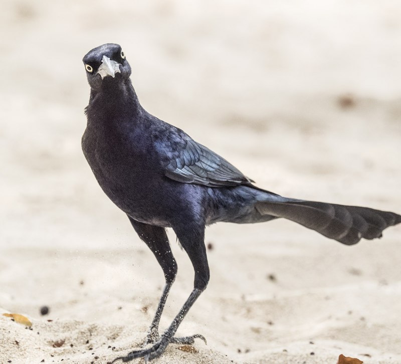 Grackle птица