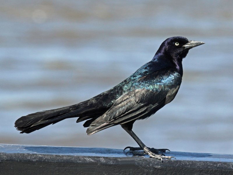 Boat tailed Grackle что за птица