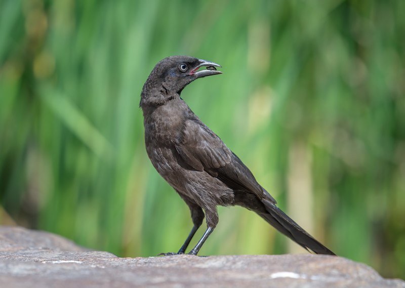 Common Grackle