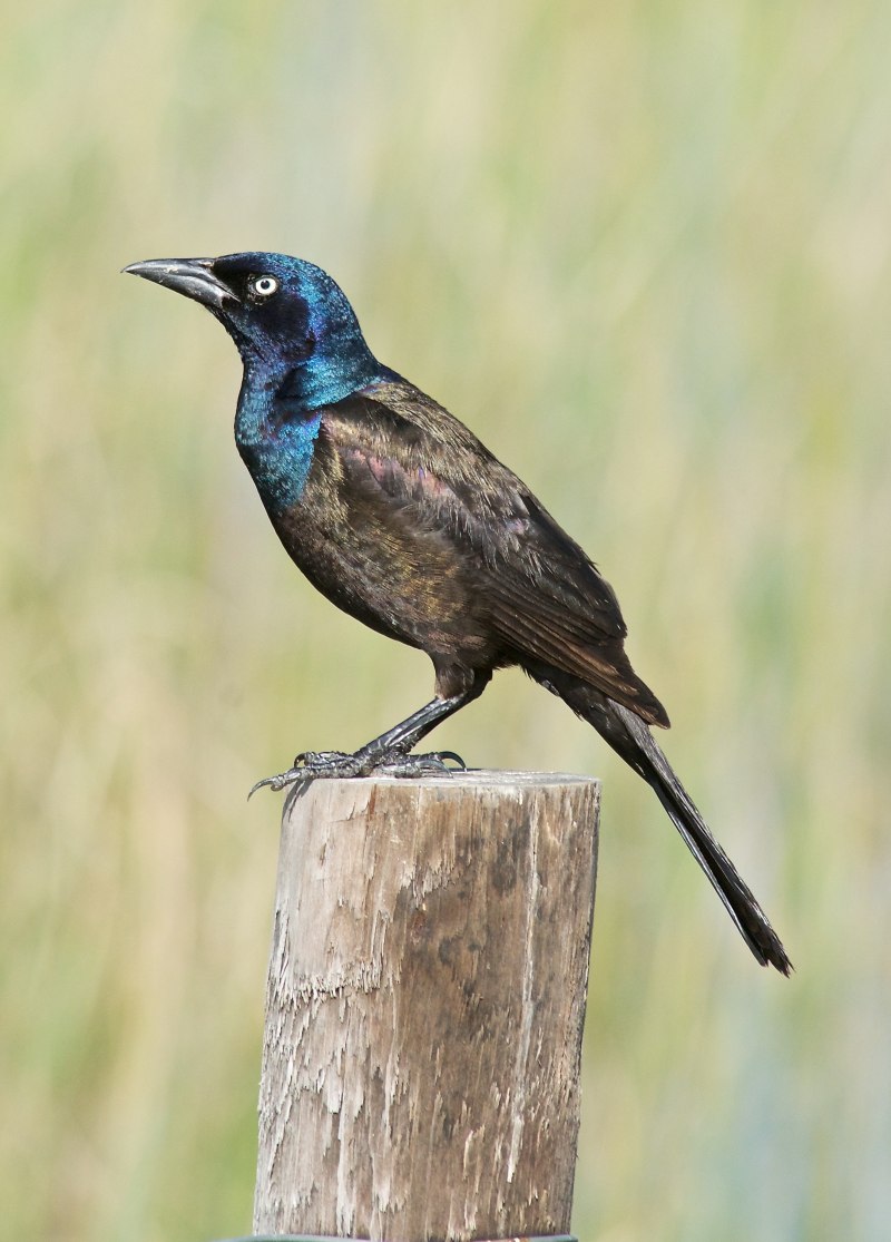 Boat tailed Grackle
