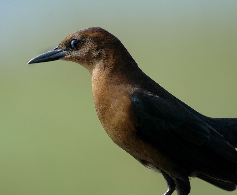 Boat tailed Grackle что за птица