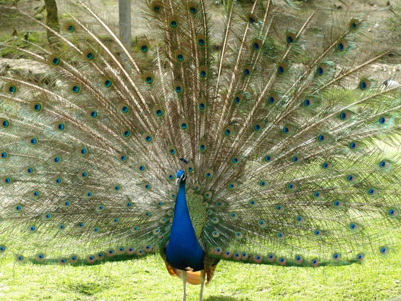 Pavo cristatus перо
