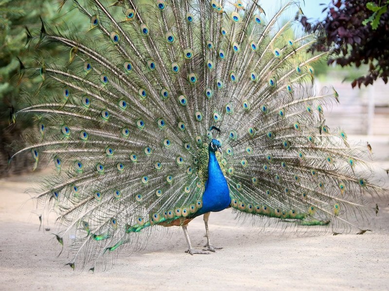 Павлин (Pavo cristatus)