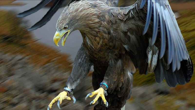 Заставка на рабочий стол Орел