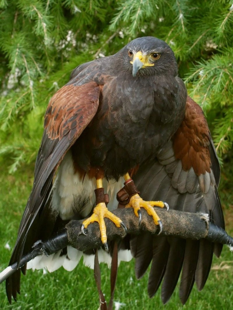 Канюк Харриса