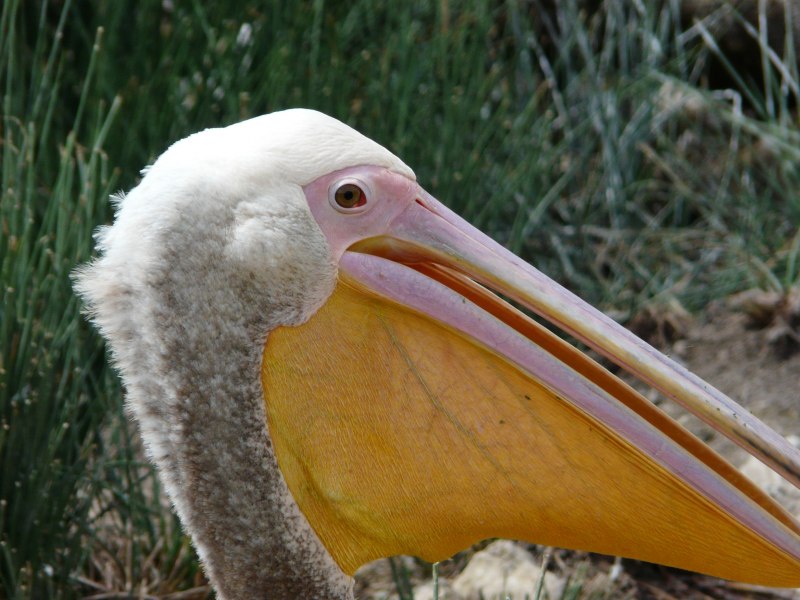 Птица с большим клювом пеликан (46 фото)
