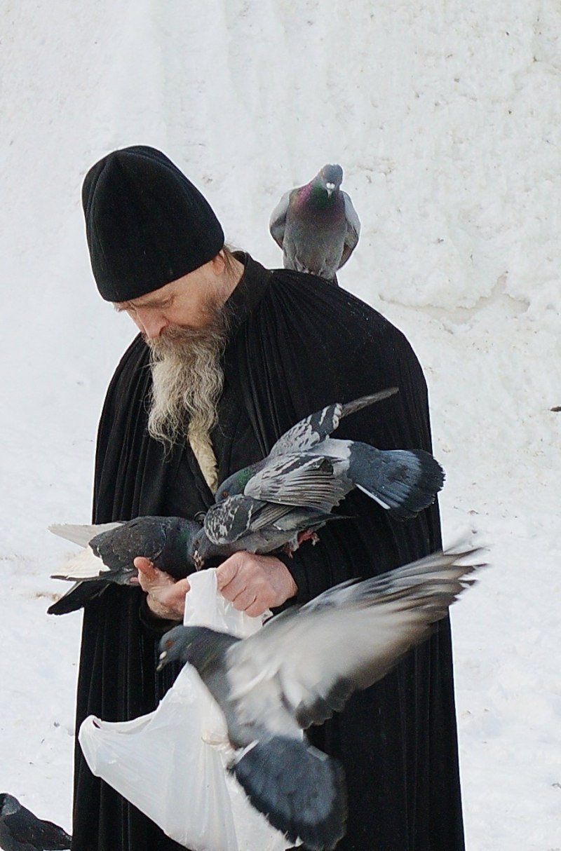 Голуби породы Богемская космоногая