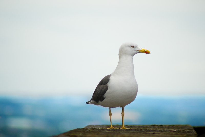 Чайка Seagull