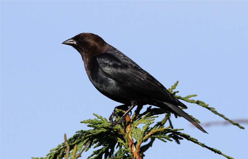Cowbird перевод