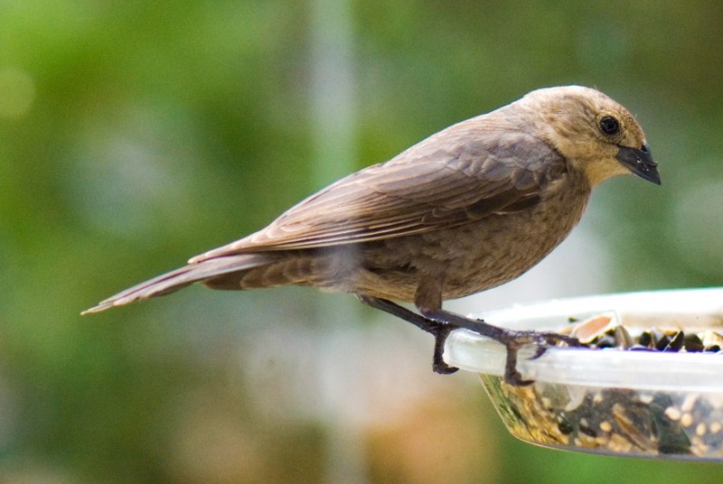 Cowbird птица