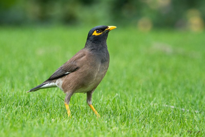 Майна обыкновенная (common Myna).