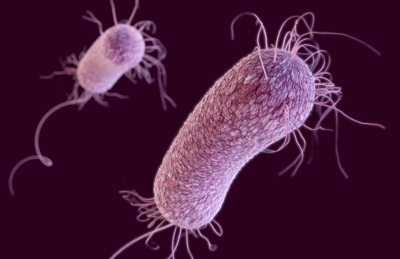 Пиоцианин Pseudomonas aeruginosa