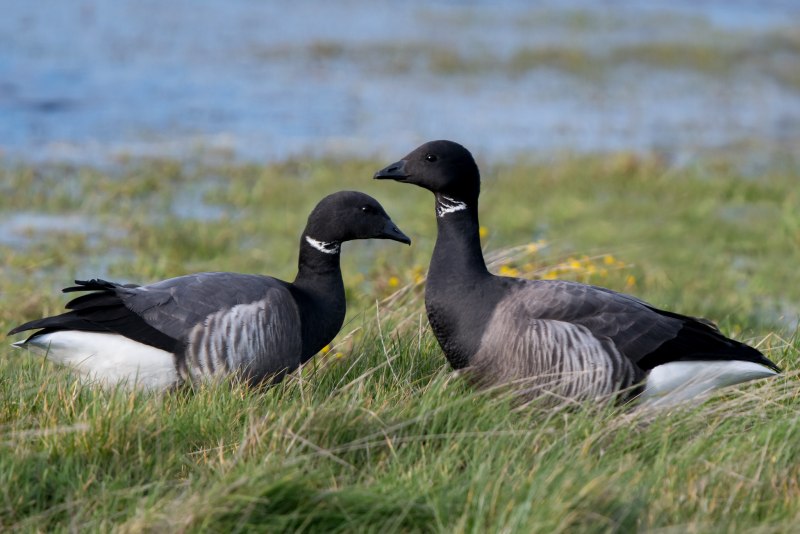 Канадская казарка Branta canadensis