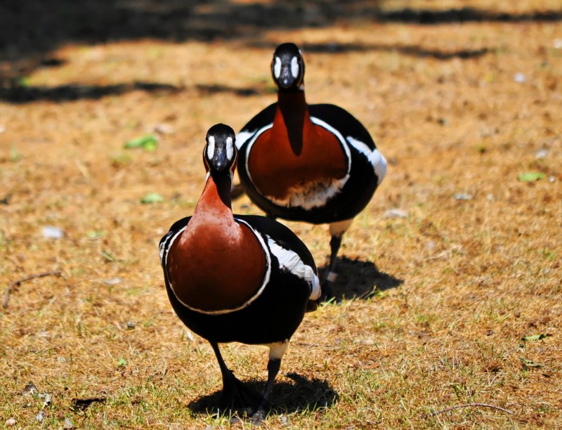 Branta sandvicensis