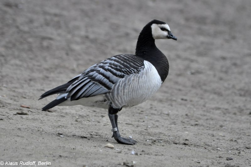 Branta hylobadistes
