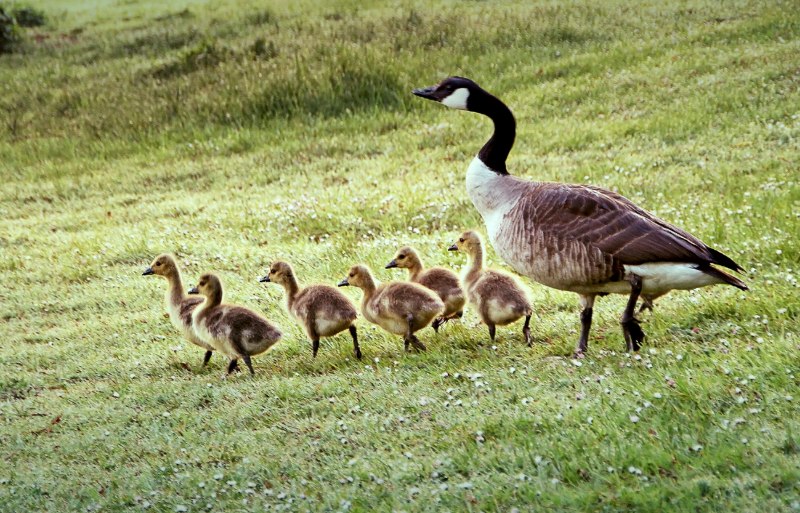 Branta ruficollis
