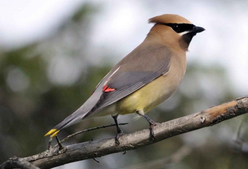 Свиристель обыкновенный (Bombycilla garrulus)