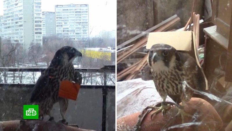 Вороны на белом доме