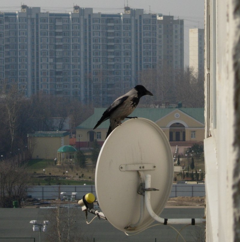Ворона на балконе