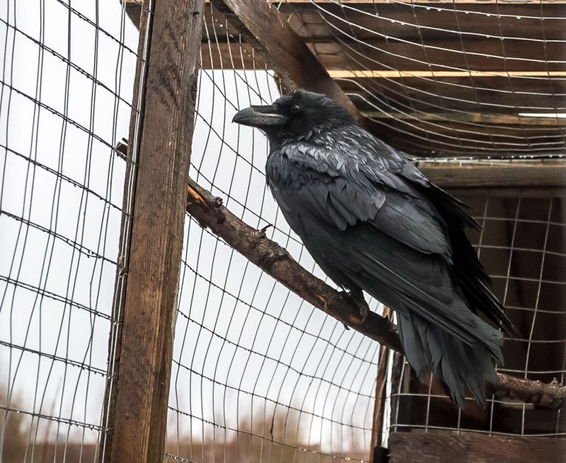 Кот и ворон