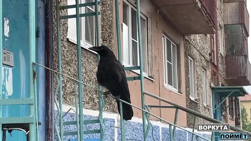 Ворона на окне серая