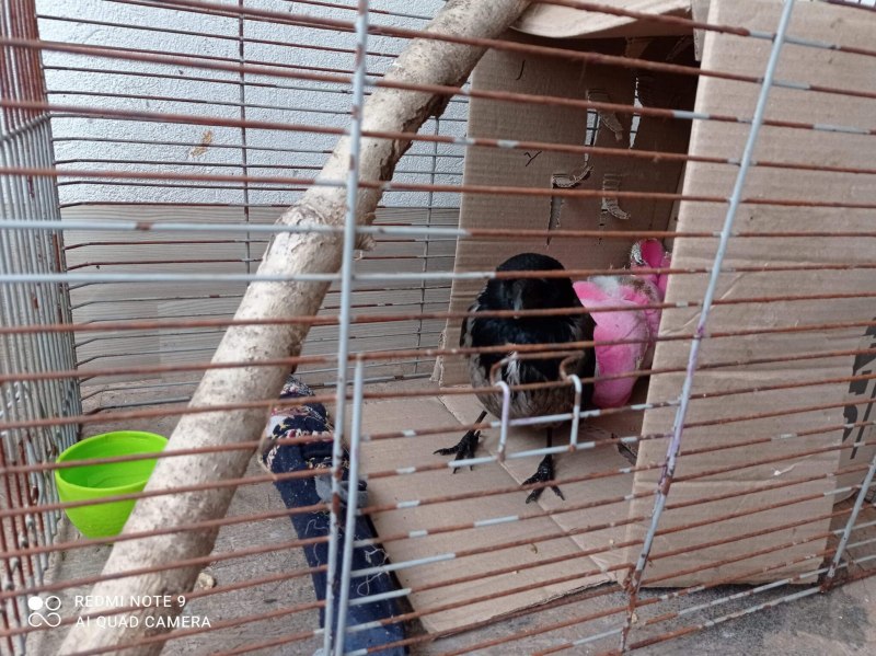 Чучело вороны для отпугивания