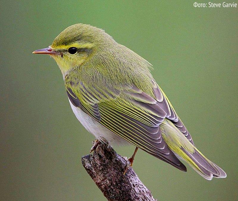 Phylloscopus sibilatrix