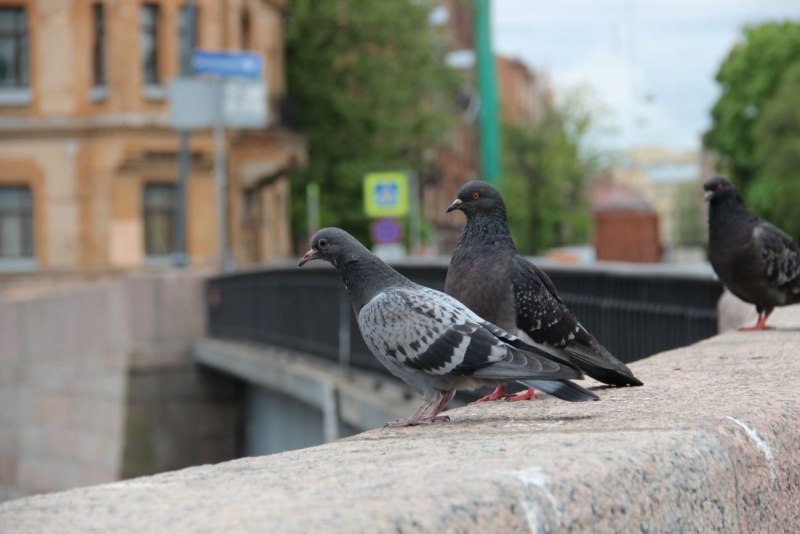 Городской голубь